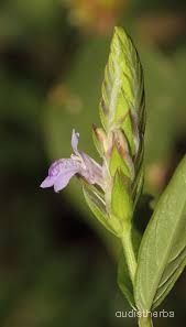 Rungia repens flower4.jpg